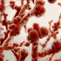 'Smrtonosna gljivična infekcija širi se alarmantnom brzinom, a testirani su imuni na lijekove'
