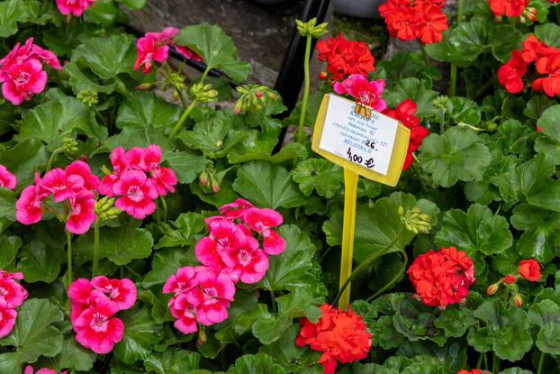 Pula: 17. sajam cvijeća Florija na Giardinima