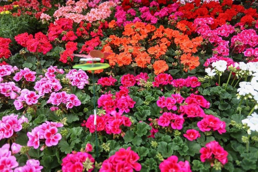 Zagreb: Å arenilo boja na otvorenju Floraarta