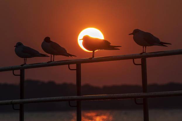 Galebovi uživaju na plažama upujajući posljednje zrake današnjeg sunca