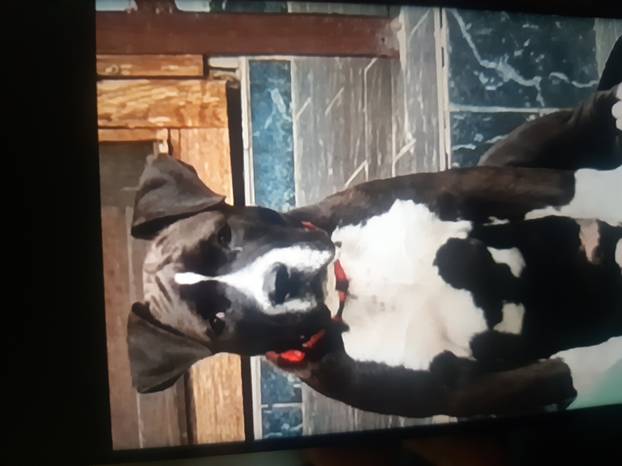 SUPER FOTKE vaših ljubimaca! Neki bi mogli biti viralni hit, ali svi su jednostavno neodoljivi