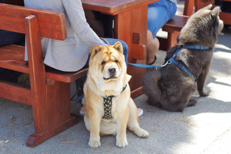 Pseći show: Američki golokoži u ringu s moskovskim čuvarom