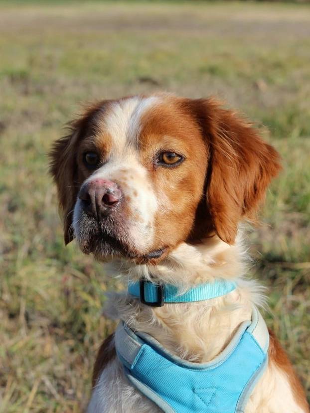 FOTO Ove predivne njuške traže dom: Pružite im priliku za sreću!
