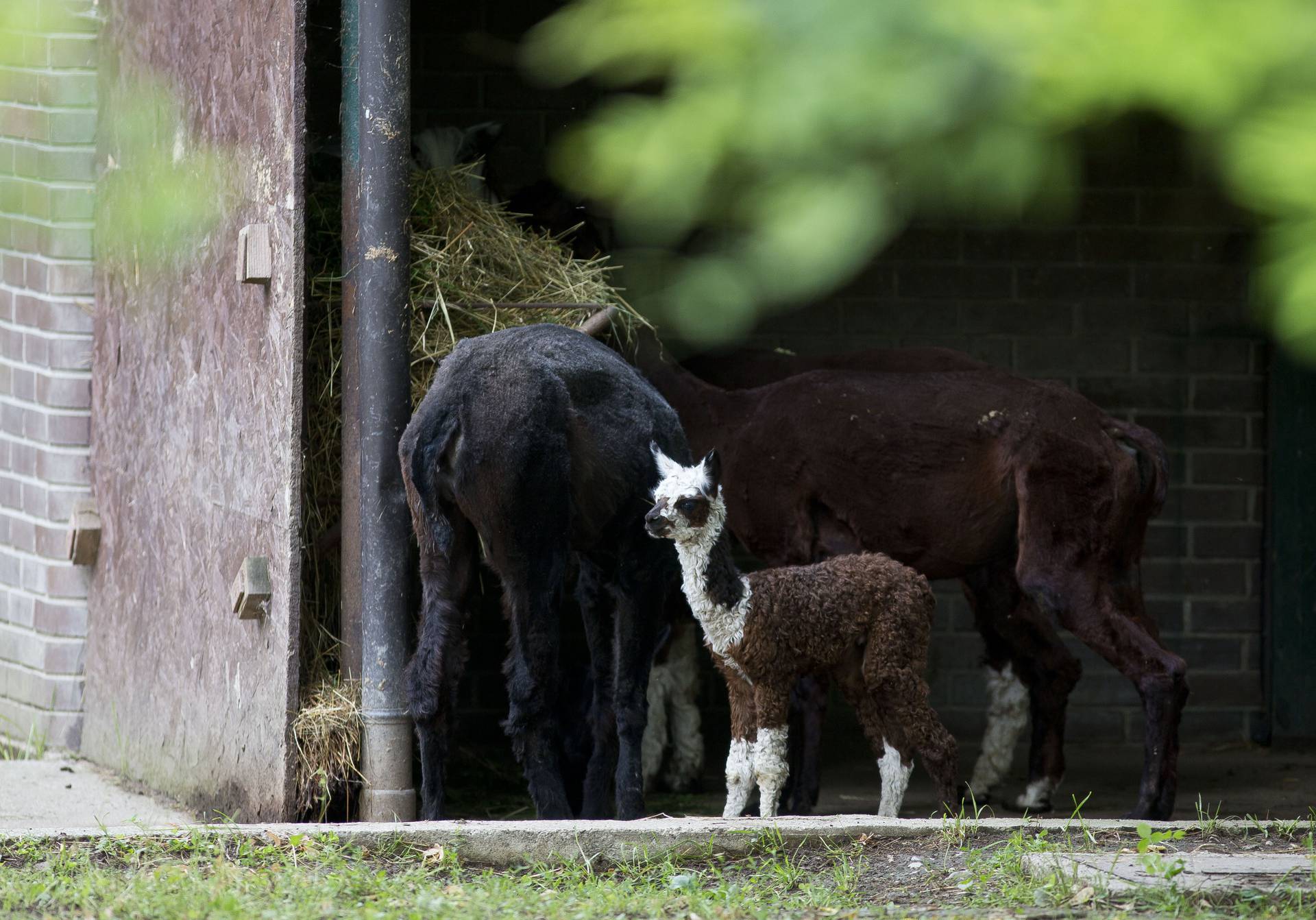 Na svijet došli isti dan: ZOO u Zagrebu bogatiji za 2 mladunca