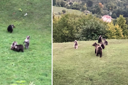 Pogledajte čudesni video: Prvi put u Hrvatskoj snimili mamu medvjedicu s četiri mladunca!