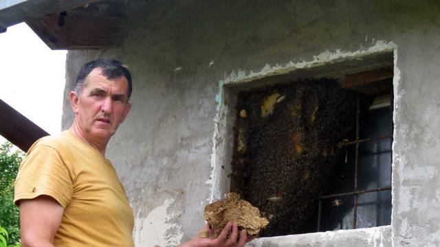 'U košnice već nose cvjetni prah, imat ćemo puno meda'
