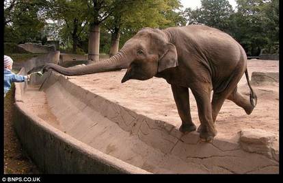 Slon  se popeo na 'prste' da dohvati hranu od bebe
