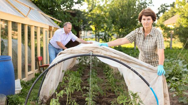 Elderly couple shelters plants from the cold