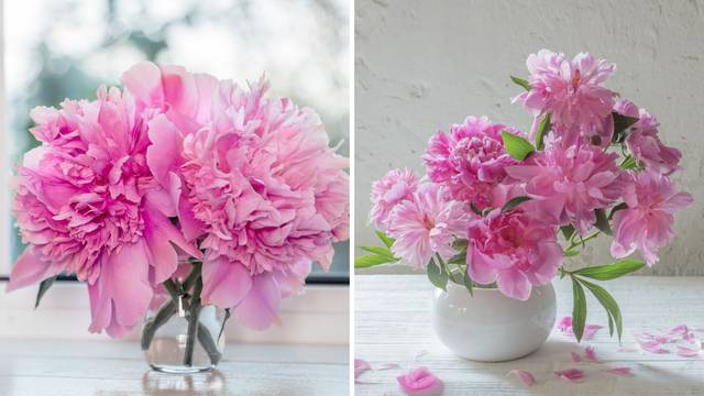 Cvjetni trendovi u 2024. godini: Veliki ružičasti cvjetovi idealni su za raskošan i veseli stol