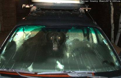 Medvjedi ulaze u nezaključane aute kako bi se najeli