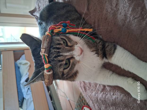 SUPER FOTKE vaših ljubimaca! Neki bi mogli biti viralni hit, ali svi su jednostavno neodoljivi