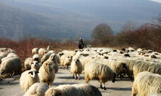 Travnik: Ovce aktivirale minu; poginuo pastir (50)