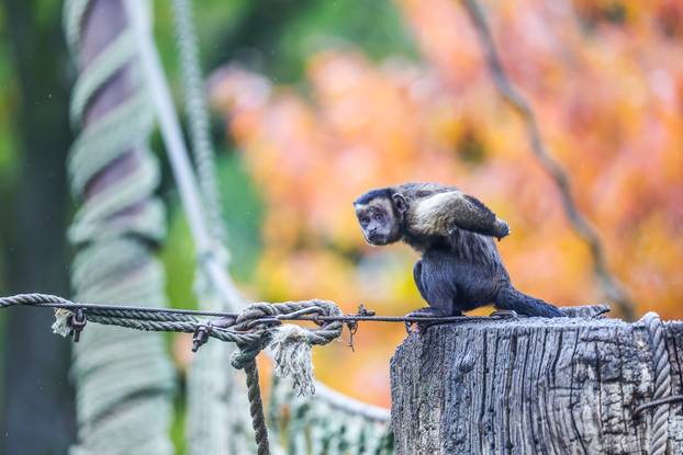 Zagreb: U Zoološkom vrtu organizirana podjela slasnih bundeva životinjama