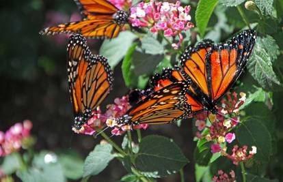 Ove godine biste voljeli vidjeti više leptira u svojem vrtu? Posadite biljke koje će ih privući