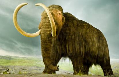 Znanstvenici s Harvarda su najavili: Oživit ćemo mamuta