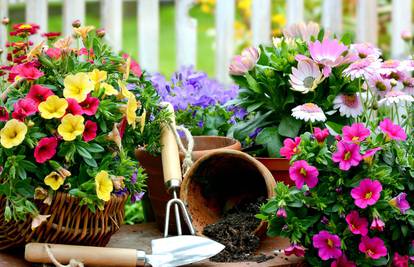 Trik koji će spasiti vaše biljke, posebno za vrućih, ljetnih dana