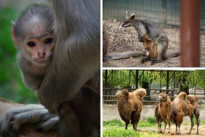 Proljeće je stiglo: Baby-boom donio prinove valabija i langura