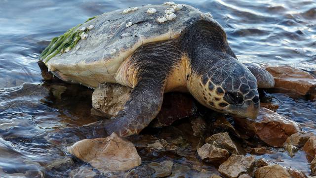 Na obale Meksika isplivalo na stotine uginulih kornjača