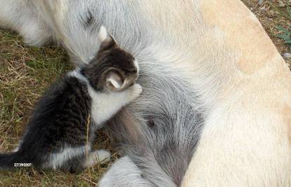 Labradorica posvojila tri napuštena mačića