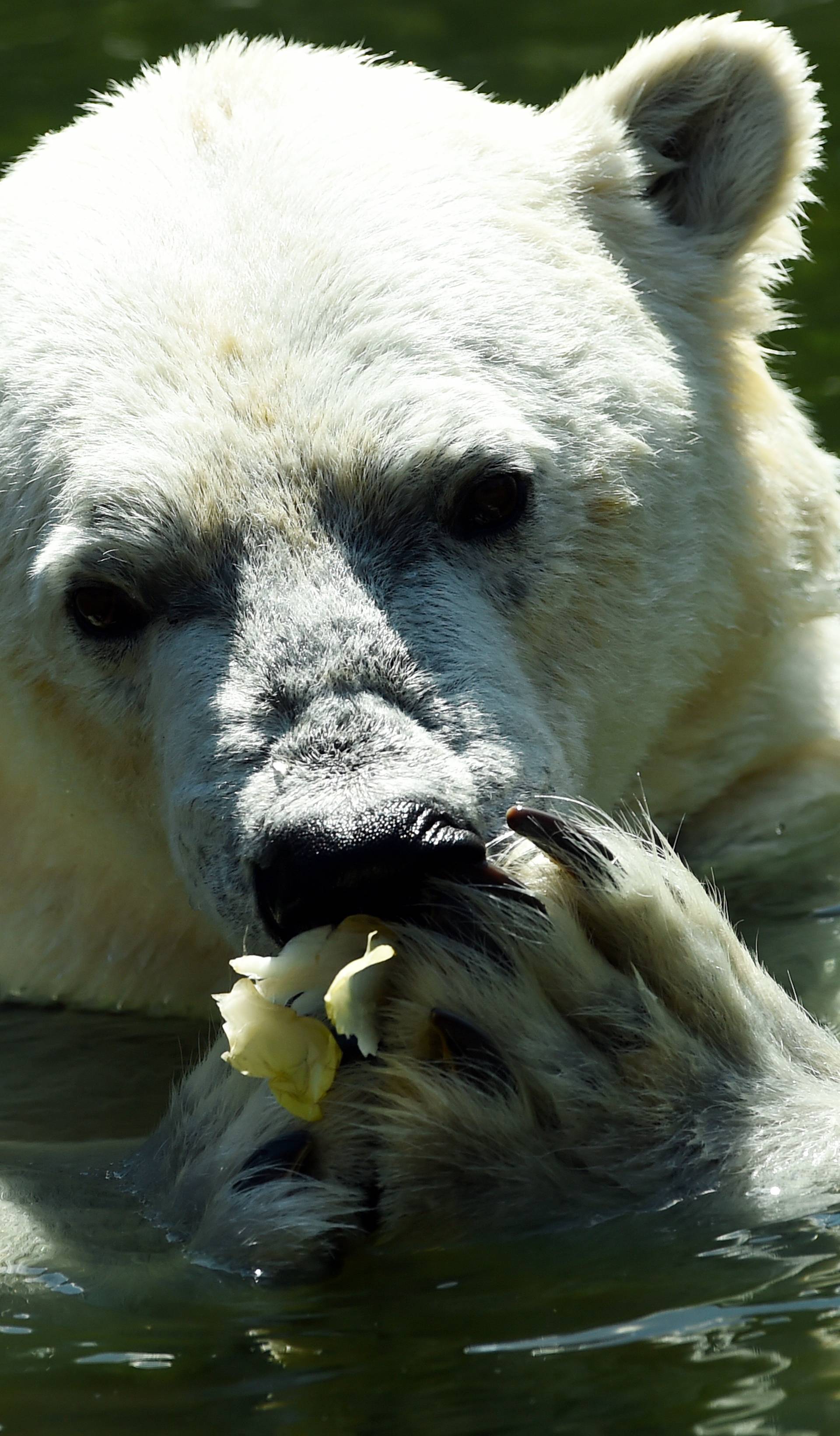 Polar bear Tonja cooling down
