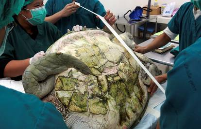 Operirali proždrljivu kornjaču: Pojela je 5 kilograma kovanica