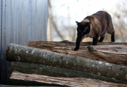 Drva za ogrjev mačke koriste za penjanje i kako bi se odmorile