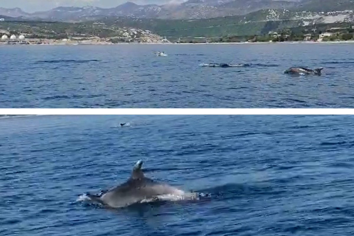 Dupini se zaigrali kod Krčkog mosta: 'Bilo ih je barem 20, prišli su nam jako blizu'