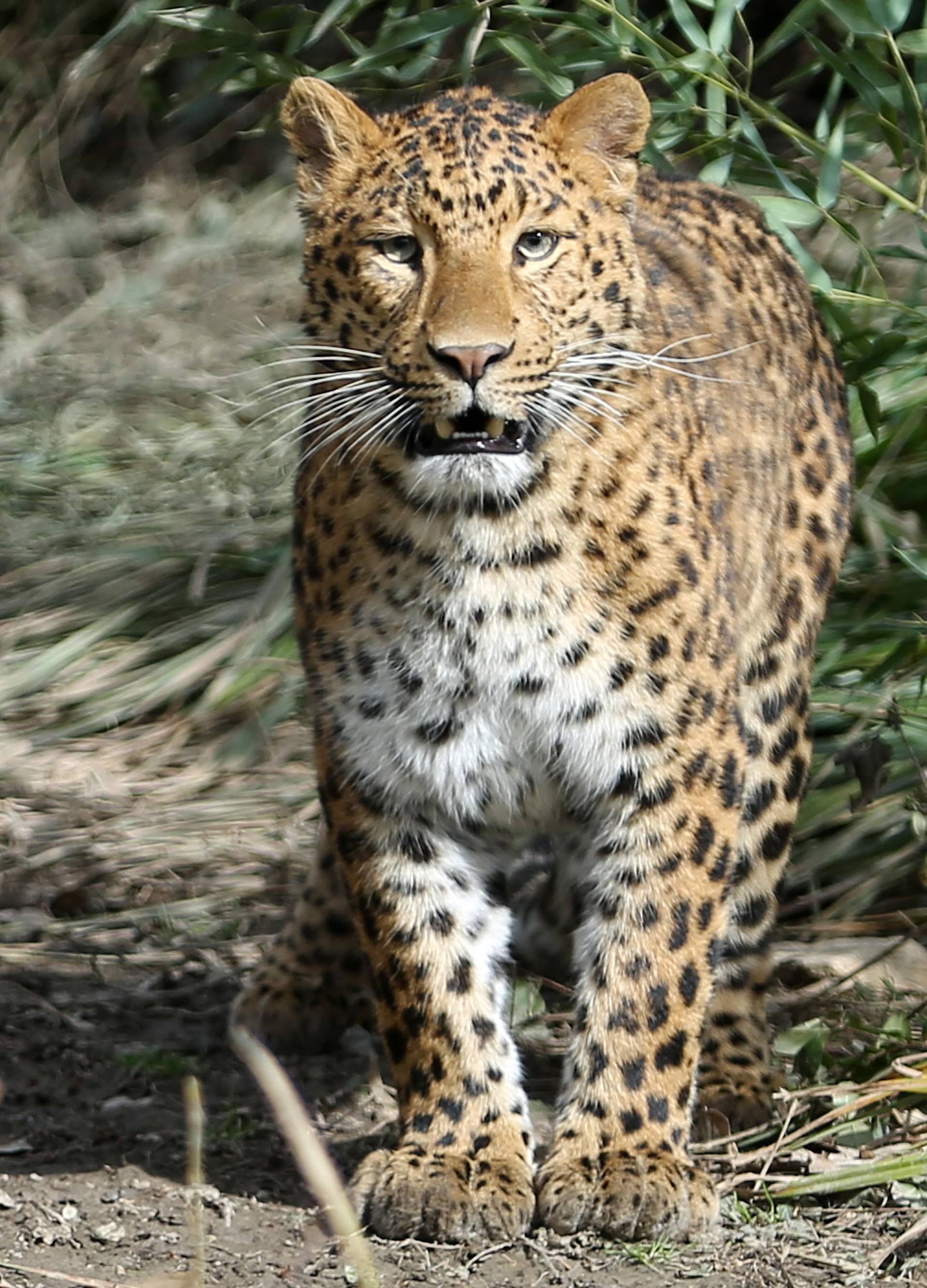 Majka sve prespavala? Leopard odnio bebu i otkinuo joj glavu!