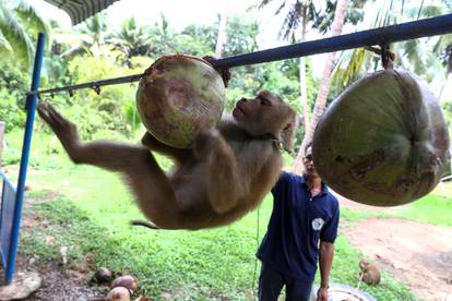 Nirun Wongwanich, 52, a monkey trainer, trains a monkey during a training session at a monkey school for coconut harvest in Surat Thani province