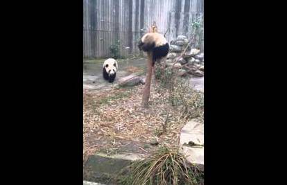 Panda vragolanka nije mogla sići sama, pomogla joj mama