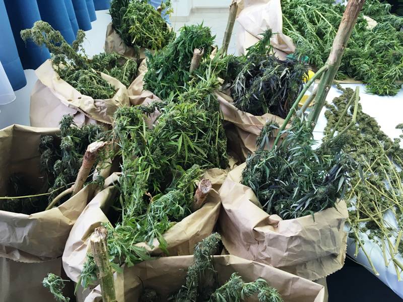 Par uzgajao marihuanu u svom vrtu u Puli: Imali čak 22 biljke