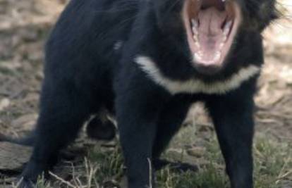 Ni Webber mu nije odolio, želi spasiti tasmanijskog vraga