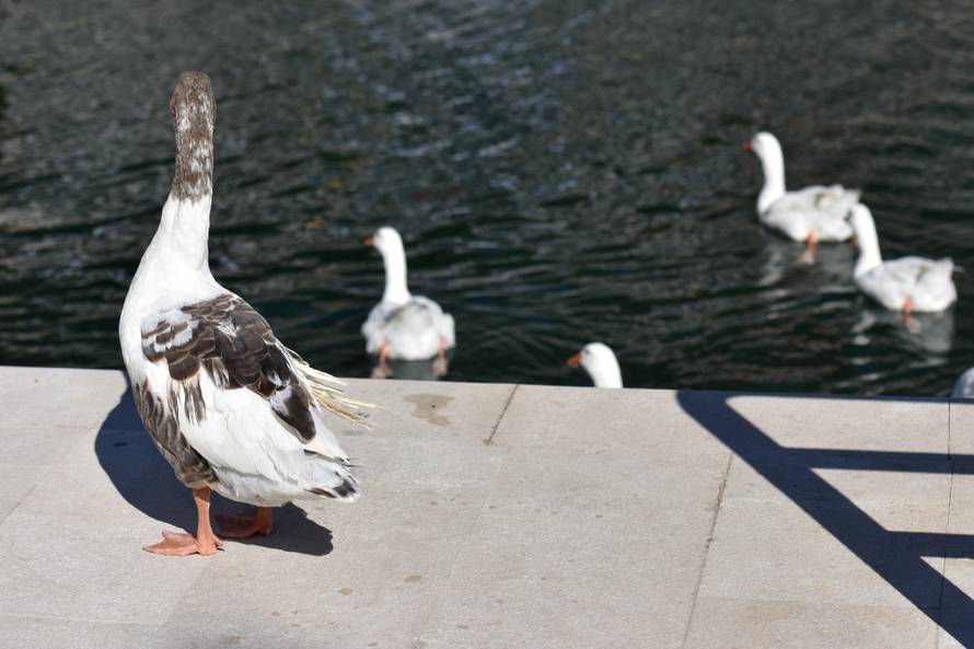Rođena u inkubatoru: Vesnu druge guske ne puštaju u jato
