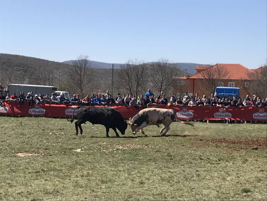 Spektakl u Dicmu: Čuvajte me se! Ja sam najjači bik u zemlji