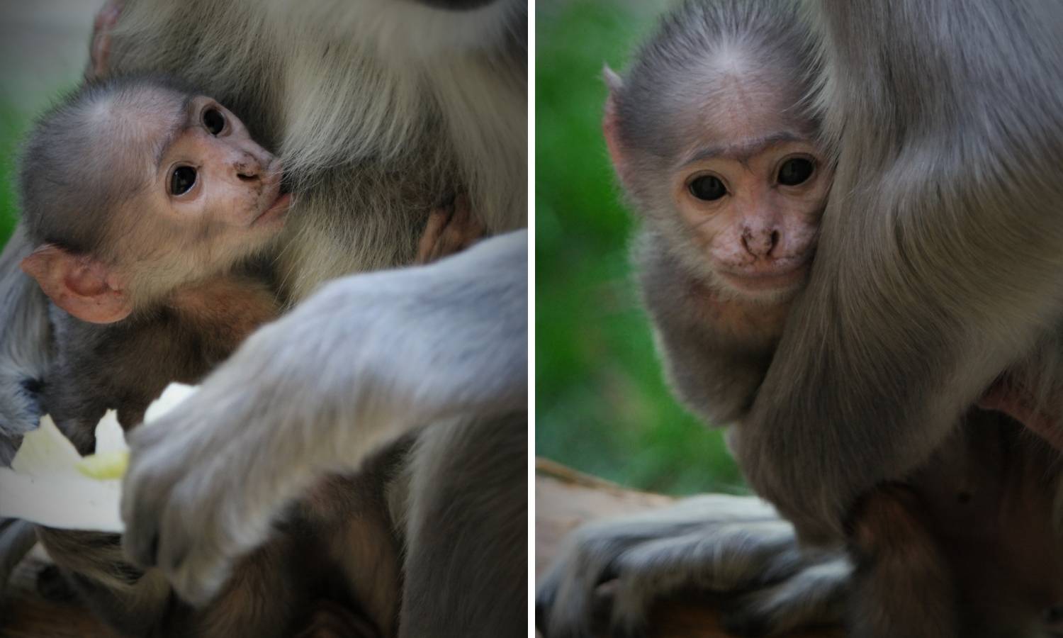 Zagrebački languri dobili bebu: Mama Mimi čuva mališu u krilu