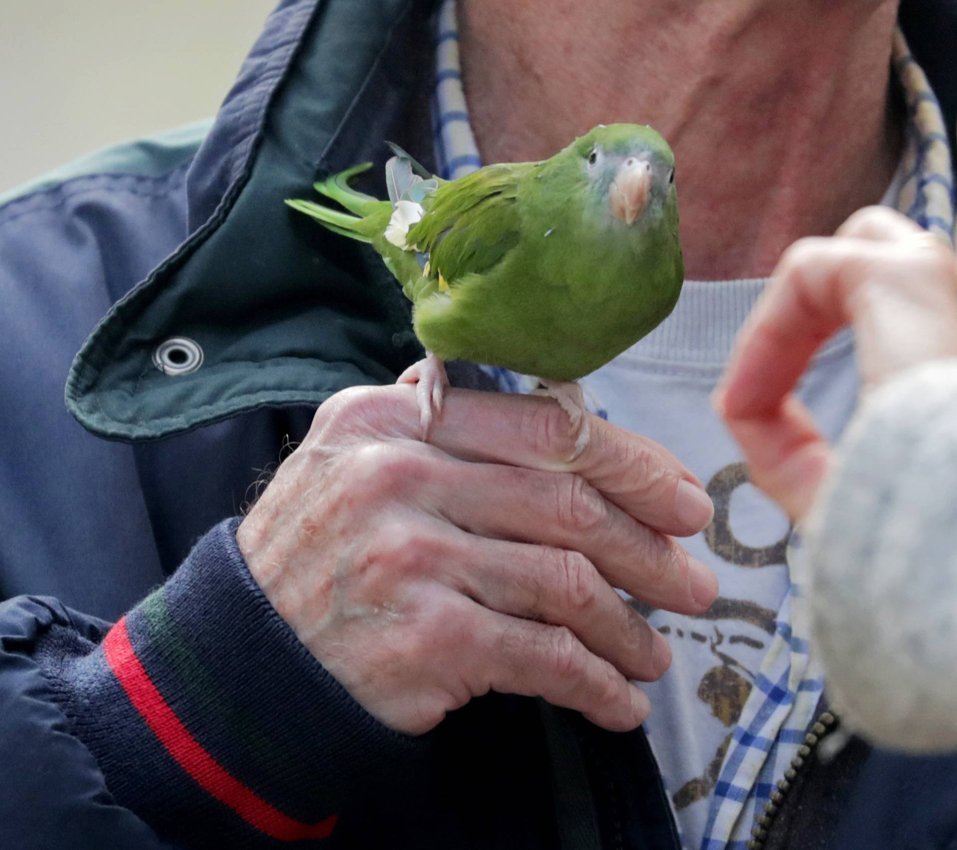 A demonstrator holds a bird during a protest outside the Brazilian embassy due to the wildfires in the Amazon rainforest, in Lima