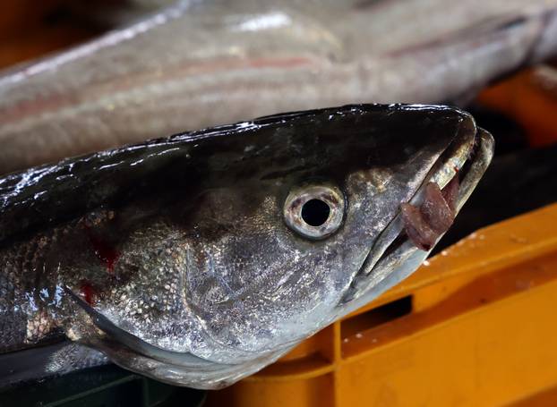 Šibenik: Poskupljenje plavog dizela još se nije odrazilo na cijene u ribarnici