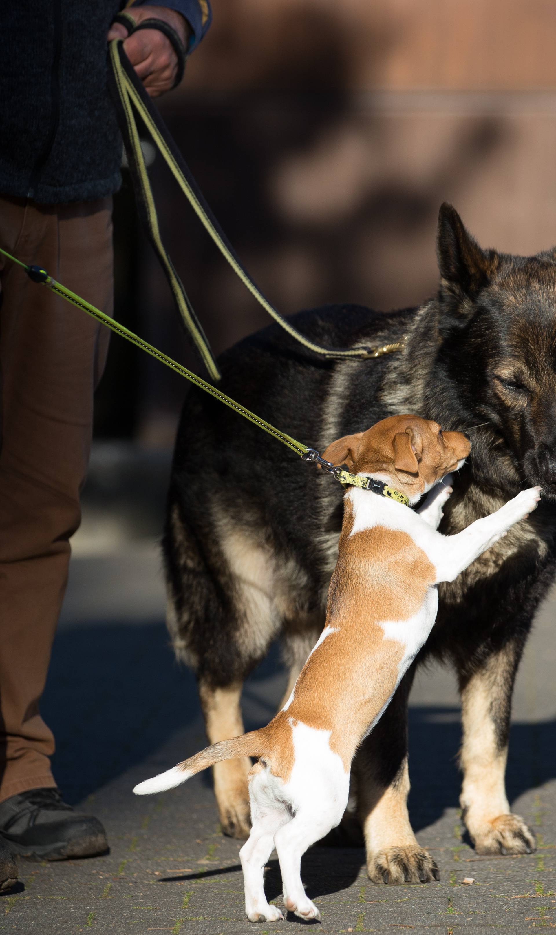 German Shepherd World Cup