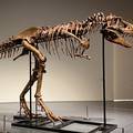 Cijena, prava sitnica: Kostur gorgosaurusa mogao bi postići cijenu od 8 milijuna dolara