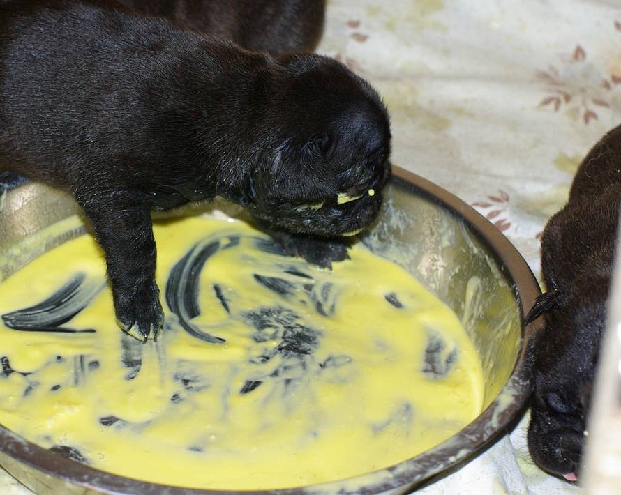 Uzgajivačnica Totegnac