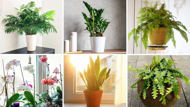 Ovih šest biljaka će poboljšati kvalitetu zraka u vašem domu