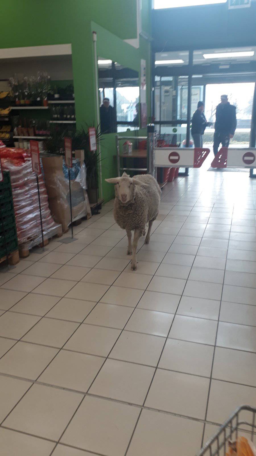 Išla ovca u dućan: Prošetala po trgovini, mesar ju istjerao van