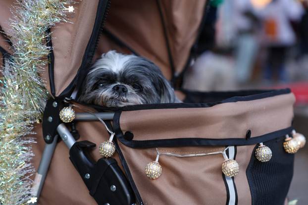 People and dogs take part in festive dog walk to raise money for flooded-hit Valencia shelters