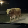 VIDEO Bik u noćnoj šetnji kod Velike Gorice: 'Ogroman je bio, kao bizon. Djeca se plaše!'