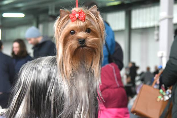 Bjelovar: Nacionalna izložba pasa održana je na sajamskom prostoru u Gudovcu