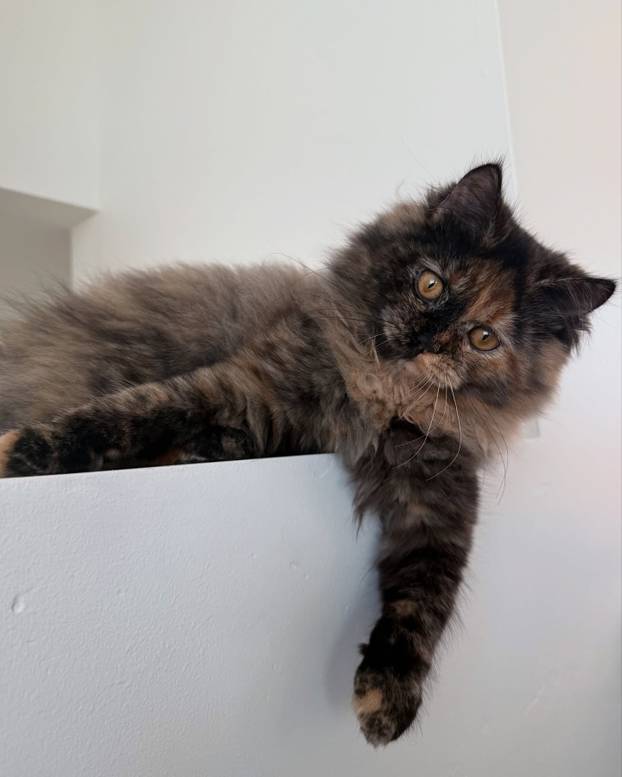 FOTO Vruće crvenokose! Možete li pogoditi koja je mama, a koja kći? Mnogi nisu uspjeli...