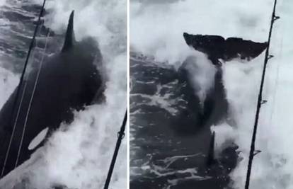 'Ovo se vidi jednom u životu': Rijetki prizori zaigranih kitova