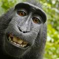 Kraj pravne trakavice: Majmun ne može imati autorska prava