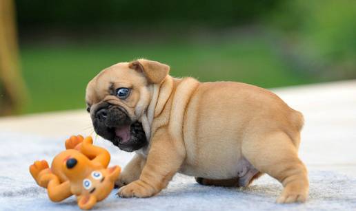 Fotografija koja je postala hit: Francuski buldog vs. igračka! 