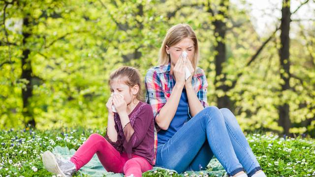 Do 2050. čak 77 milijuna alergičnih na ambroziju!